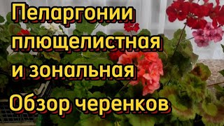 🌺Плющелистная и зональная пеларгония🌺Как буду высаживать в этом году...