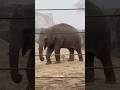 #elephant #olifant #हाथी #大象 #فيل#gajah #elefante #слон #象 #Asian #indian #Artis #zoo #Amsterdam