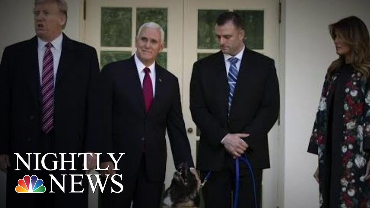 President Donald Trump Honors ‘Hero Dog’ Injured In ISIS Raid At White House | NBC Nightly News
