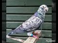 Топ 15 дивовижних голубів