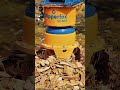 Industrial Stump Grinding Power! 🚜⚙️ #StumpGrinder #Engineering #Satisfying