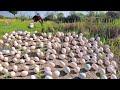 BEST Video unique -It rained in the rice fields. A farmer picked a lot of duck eggs from the water.