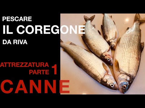 Video: Il coregone va bene per i cani?