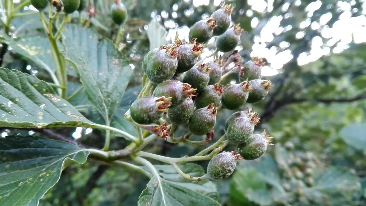 Sorbus aria (Whitebeam)