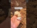 Crystal mining the Natural State! I went to a crystal mine only 15 minutes outside of Hot Springs.