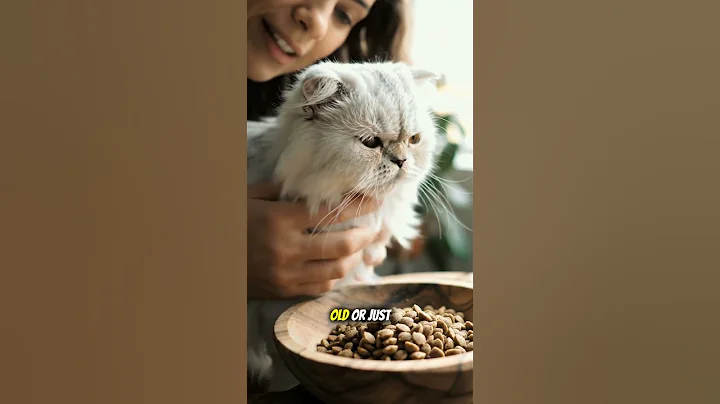 Video 11483251: persian kitten food, persian cat food