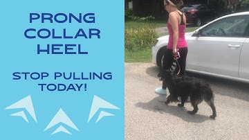 Prong Collar Training: Prong Collar Heel (Part 3/3)