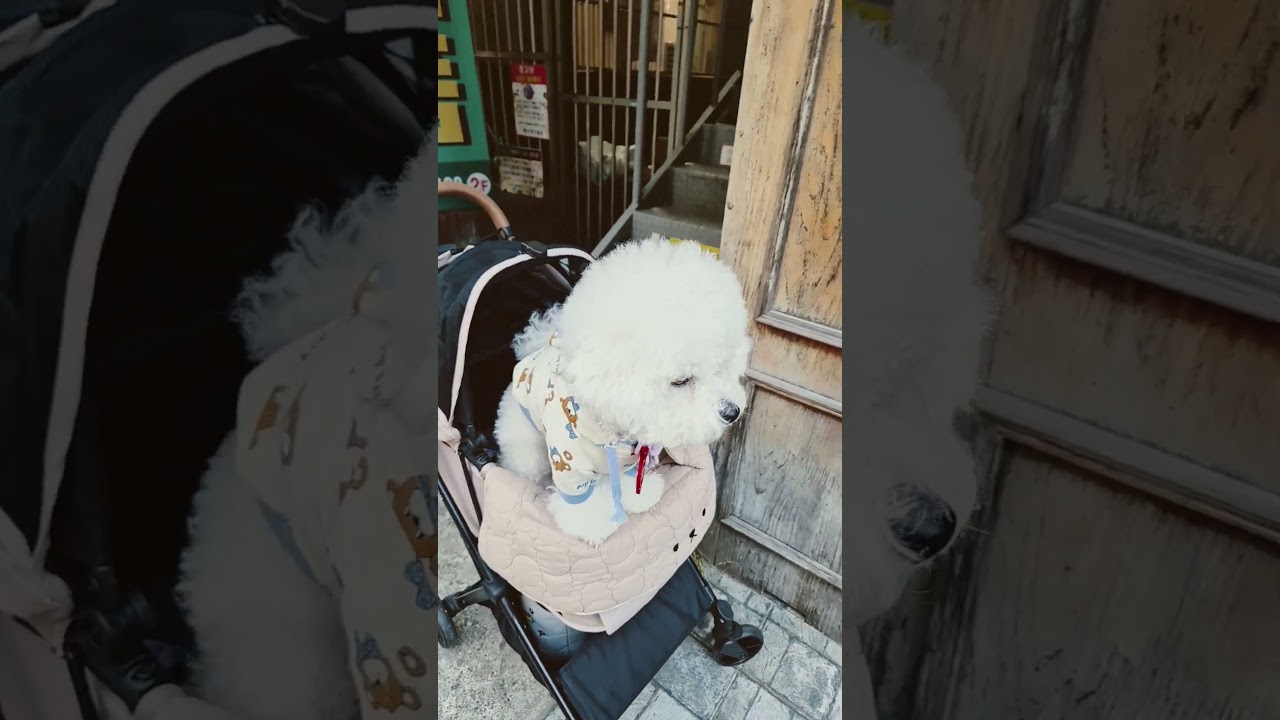 빵집 입구에서 인원 관리하는 루이🤣 