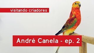 Visitando Criadores  Criadouro André Canela, ep. 02 – passeio pelo criadouro conhecendo as aves
