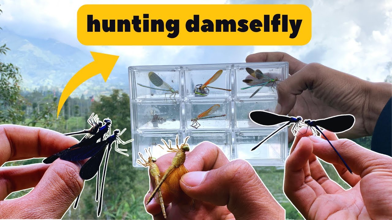Damselfly Hunting: Insect Trap for Catching These Elusive Flyers!"