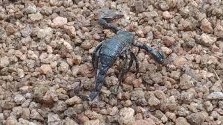 A scorpion walks