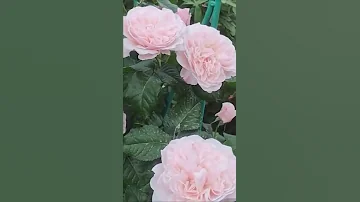 Чем можно подкормить розы летом? 🌹
