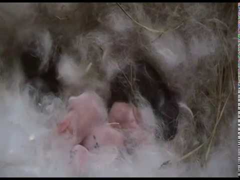 \"ადიდასამ\" მე-2 დღეს ისევ გადმოყარა ბაჭიები, ამჯერათ 5  !!!  შევაჯვარე სასწრაფოთ! 06/04/2020