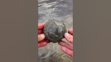 Finding Fossils On The Beach #fossil  #rock  #viral  #geology  #shorts