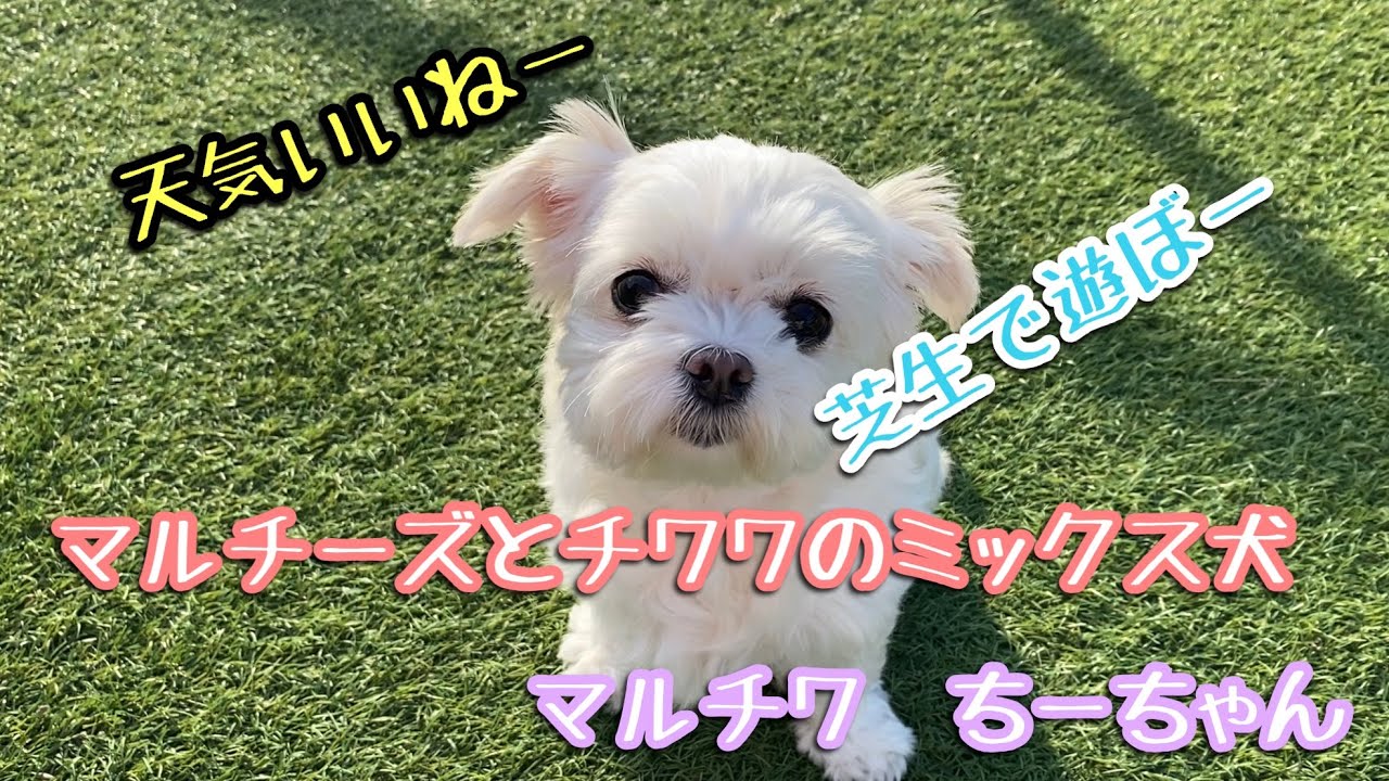 マルチーズとチワワのミックス犬 マルチワ ちーちゃん 天気良いから外で遊ぼう Youtube マルチーズとチワワのミックス犬 マルチワ ちーちゃん 天気良いから外で遊ぼう Youtube