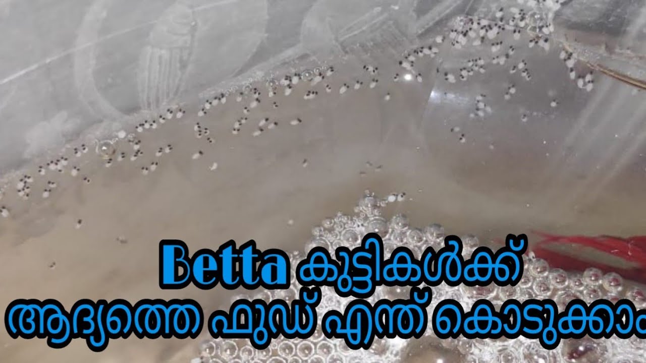 Betta fries first food/betta fries food/how to feed micro worms YouTube