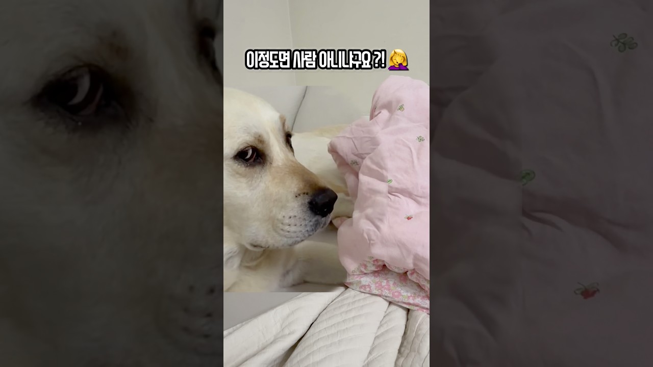 견생 5년차! 잔머리만 늘어갑니다🐶 #강아지일상 #강아지도가족입니다