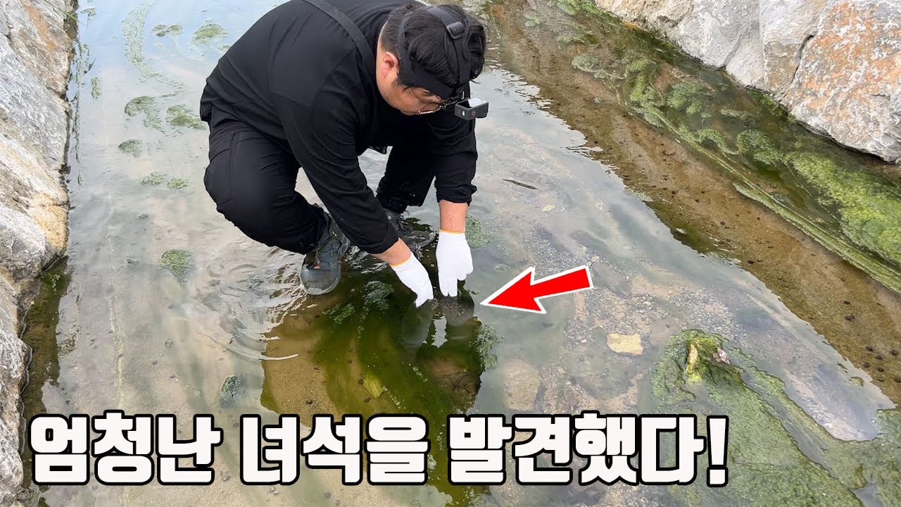 숙소 바로앞 도랑에 어마어마한녀석이 살고있다 ㄷㄷ