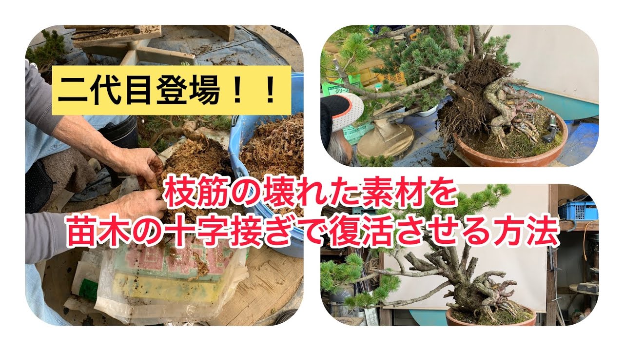 盆栽　五葉松　接木