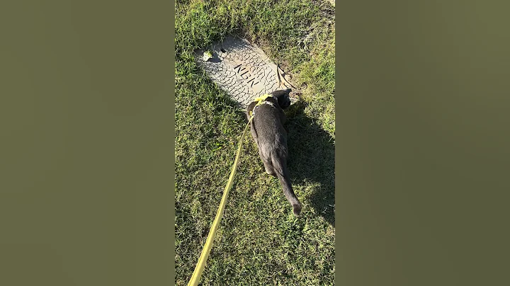 Video 11533231: adorable russian blue cat, cats catplaying, cats catlife, cat leash, leash walking