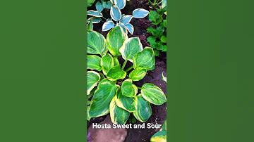 Hosta Sweet And Sour Hosta Sweetandsour 1 06 2023 