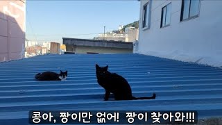 집과동네를 오가던 짱이가 1주일째 보이지가 않고있어요