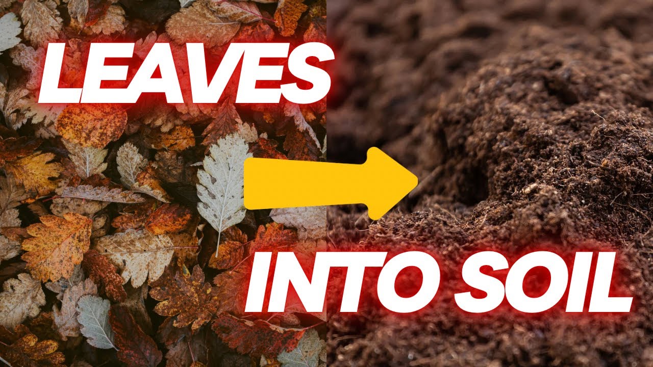 Homemade Leaf Mold. Make Potting Soil Using Leaves! Seriously it works. thumbnail