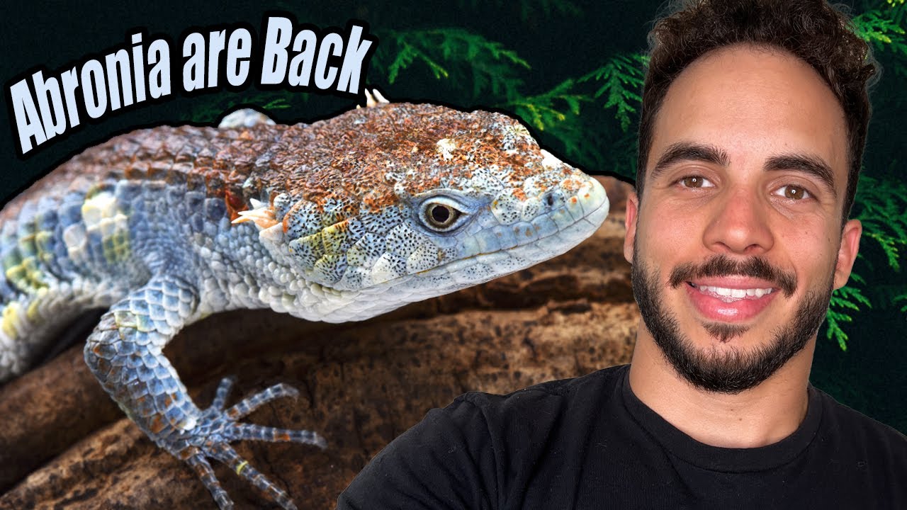 Our New Abronia Lizard Breeding Project!