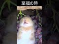 至福の時　ぶどうの寝床で食べ放題　やってみたーい🐶一応皮は吐き出すんだ#ぶどうを皮ごとあげるのは危険らしいのでマネしないでね　#元動画TikTokLite@soara510 #多分ウサギさん?