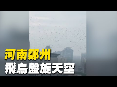 10月20日，河南郑州，紫荆山金水路附近大批飞鸟盘旋天空。