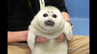 《鳥羽水族館》バイカルアザラシ ニコ 赤ちゃんの頃の特別映像★成長記録  Highlights of Seal Pup's first year after birth