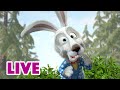 🔴 LIVE STREAM 🎬 Masha and the Bear 🐻👱‍♀️ How to train your rabbit 🐰