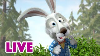 ? LIVE STREAM ? Masha and the Bear ??‍♀️ How to train your rabbit ?