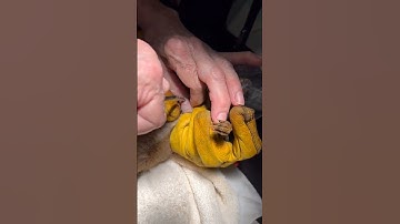 😳😳🐿️🪰#shorts #squirrel #botfly #veterinary #veterinarian