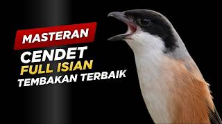 Masteran Cendet Full Tembakan Terbaik Suara Jernih