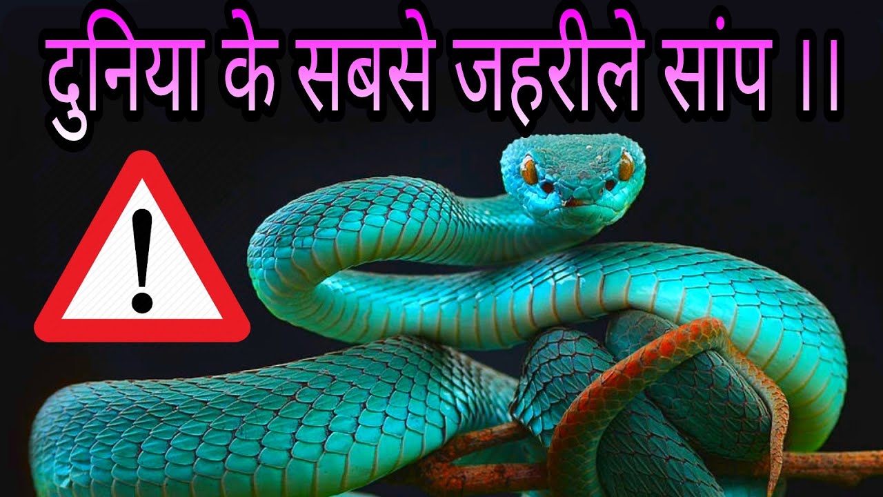 Snakes world. 10 Most Dangerous Snakes in the World Hindi / Urdu - youtube.