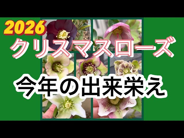 クリスマスローズ 今期の株の出来栄え - YouTube