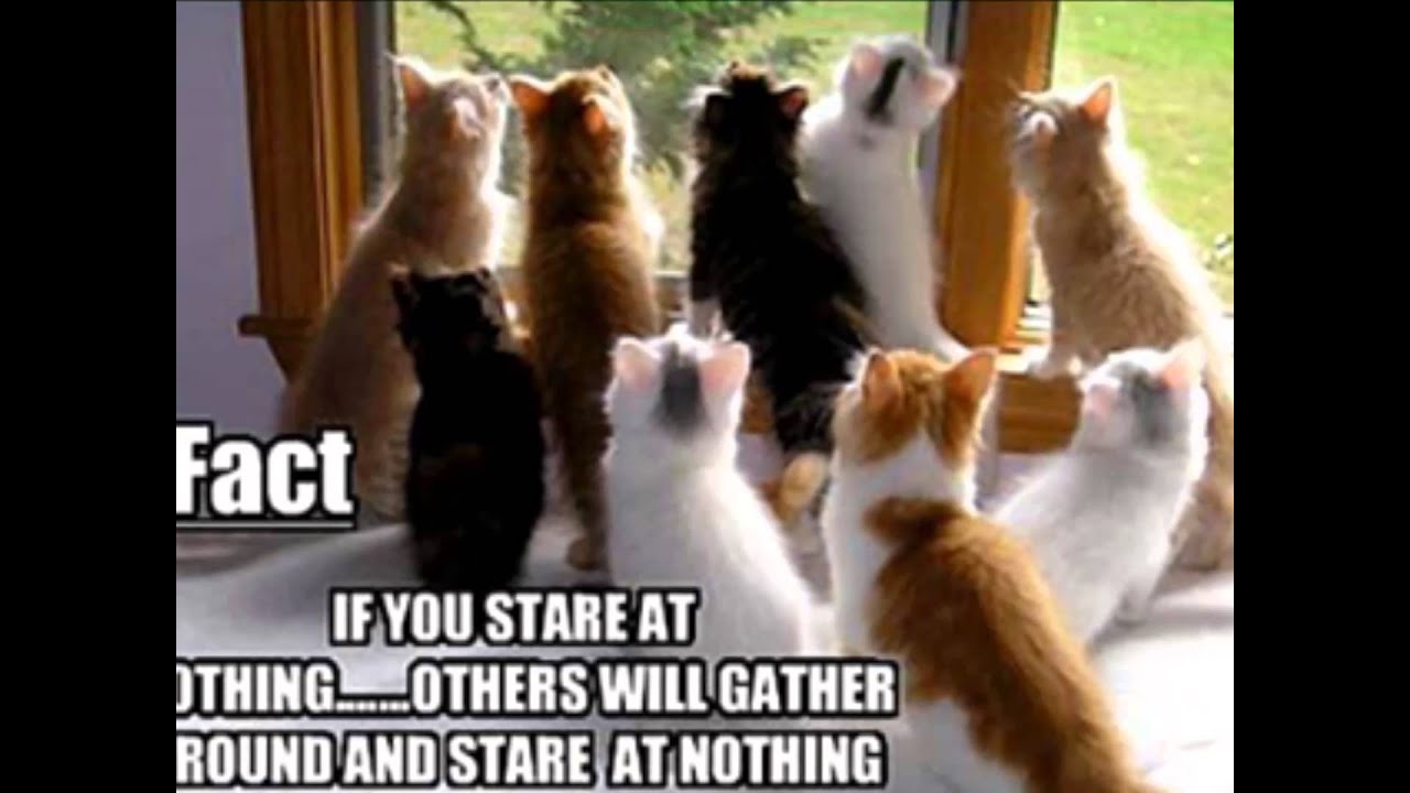 Devo Whip it... Cats Vol 13 YouTube