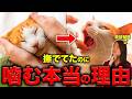 【獣医師が解説】猫の噛み癖がスッと治る、秘密の方法