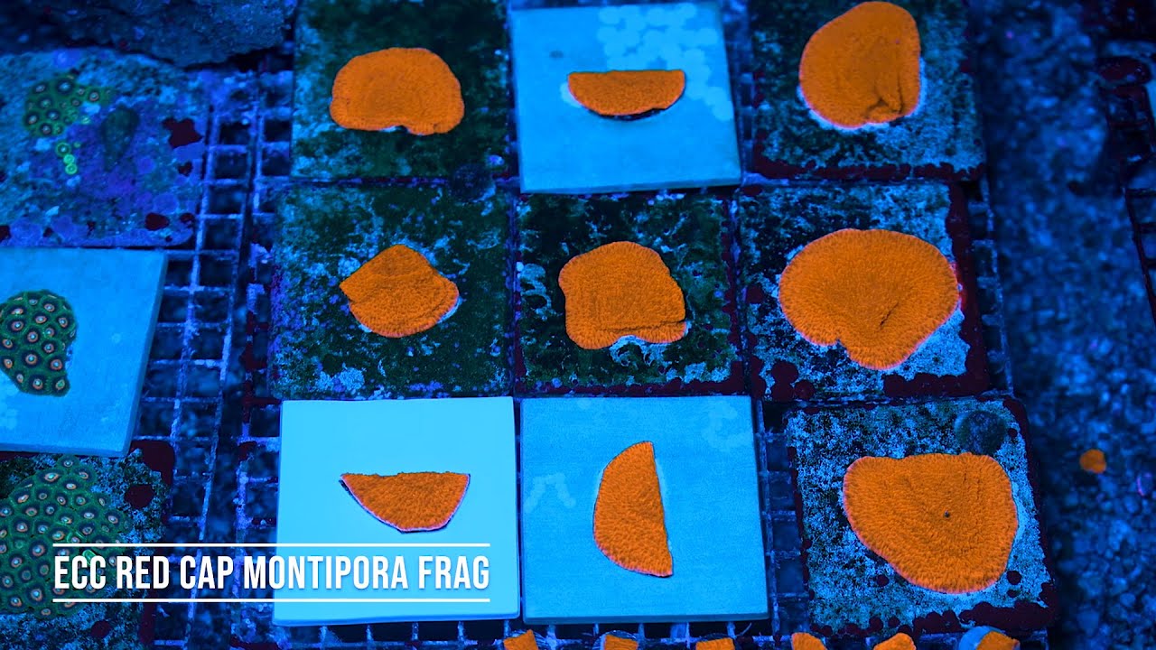 Stock Spotlight: ECC Red Cap Montipora Frag