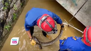 Ngumpet Didekat Kantor Pm Trenggalek, Ular Piton 3,5 M Akhirnya Ditangkap Damkar - Bioztv.id
