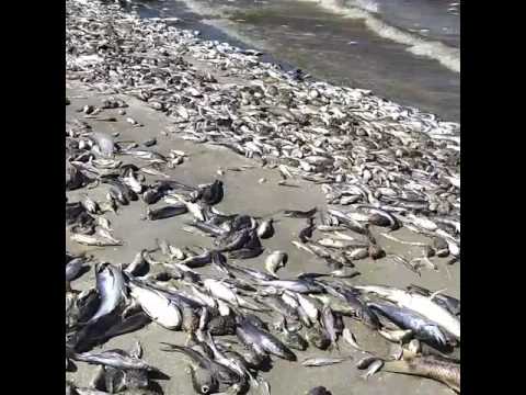 Pollution kills thousands of fish in brazil lake okeechobee