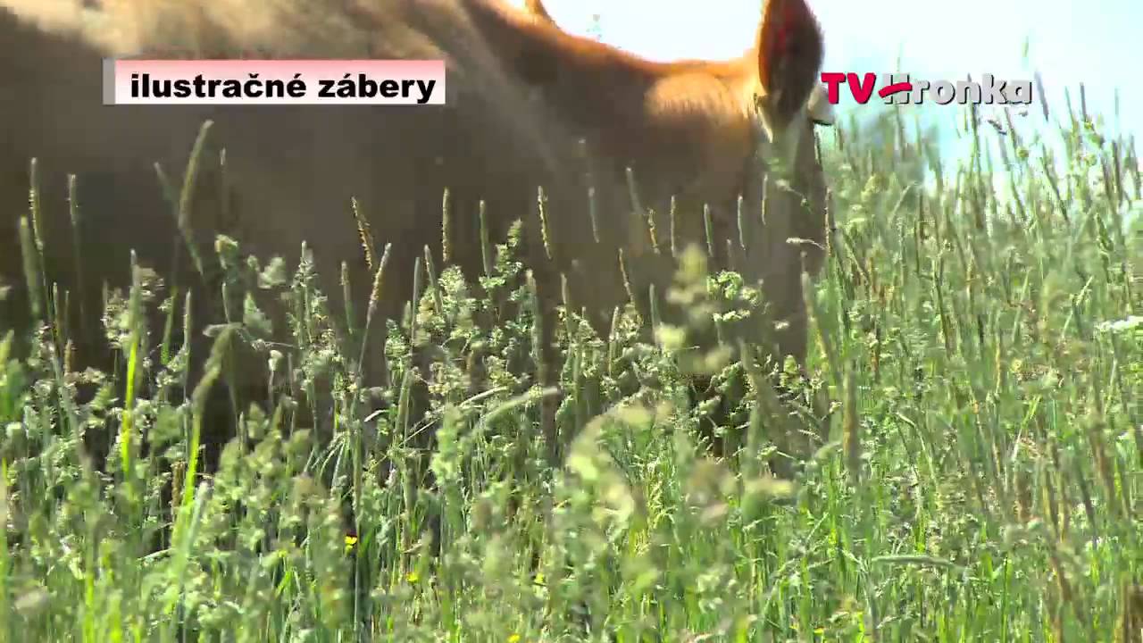 Choroba šialených kráv