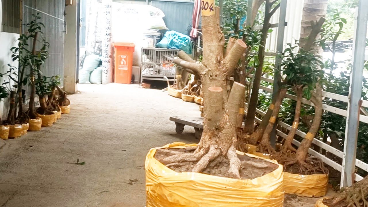 📲0938700985 Phôi Mai Đẹp Dáng Đẹp Gái Vài Trăm Ngày 13/2 Giao Lưu 