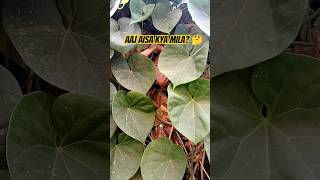 Harvesting Tori Seeds #harvest #gardening #seeds #plants #nature