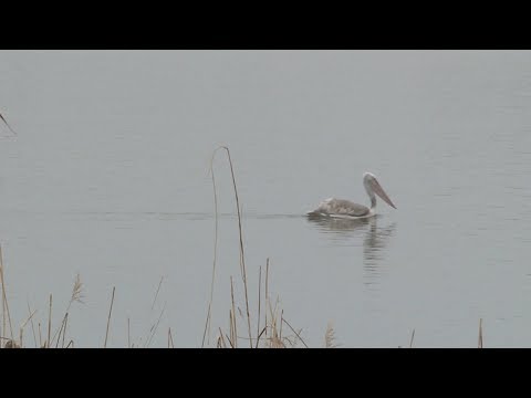 Pelikani na Dunavu