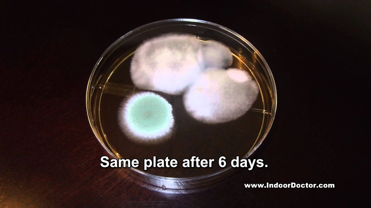 MOLD TEST KITS: Why You Should Not Do-It-Yourself