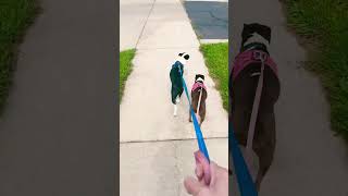Boston Terrier’s first official long walk after knee surgery!  #bostonterrier #dog