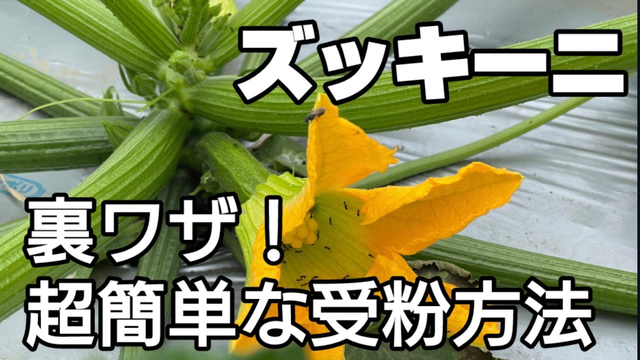 【ズッキーニ栽培】収穫・受粉の方法と下葉の剪定・追肥、うどん粉病対策。育て方を分かりやすく解説します。
