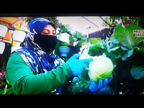 Video: Penjagaan Kubis Tangkap: Panduan Menanam Kubis Tangkap